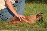 MALINOIS 029